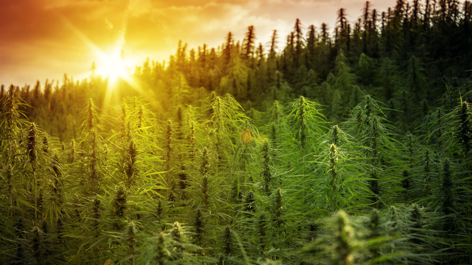 What Makes Humboldt Cannabis Top Shelf? Sponsored Content Lost