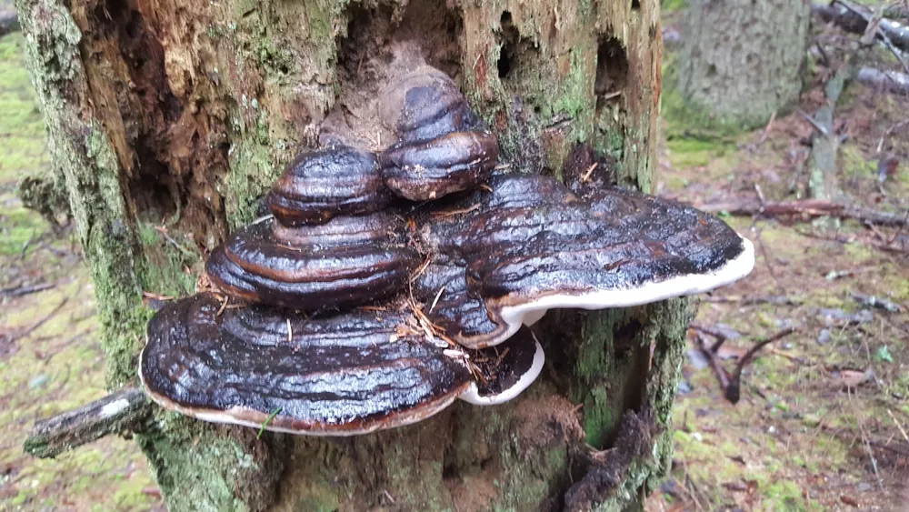 Fomitopsis ochracea (American brown fomitopsis) | Humboldt Life | Lost ...
