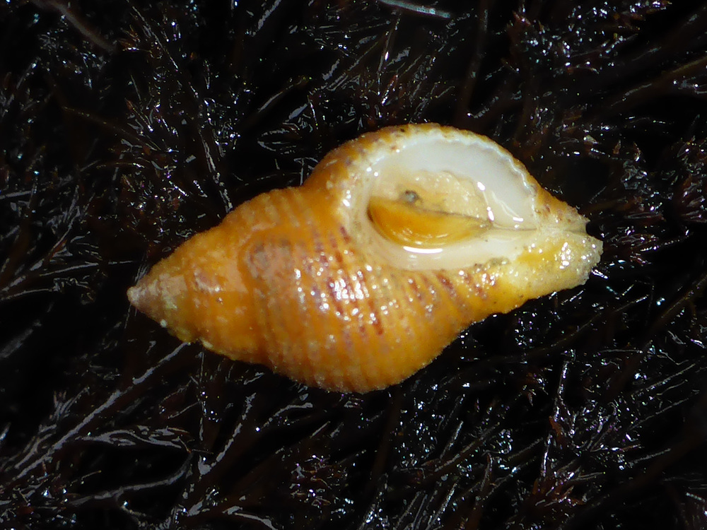 Paciocinebrina lurida (Lurid rocksnail) | Humboldt Life | Lost Coast ...