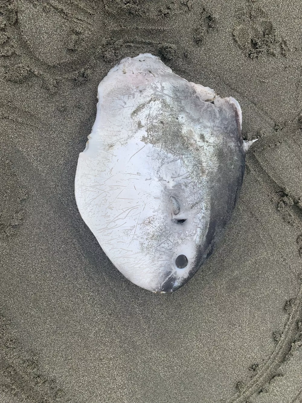 Mola mola (Common mola) | Humboldt Life | Lost Coast Outpost
