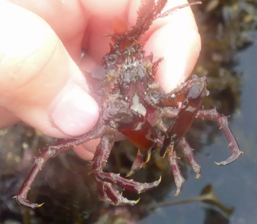 Pugettia gracilis (Graceful kelp crab), Humboldt Life, Lost Coast Outpost