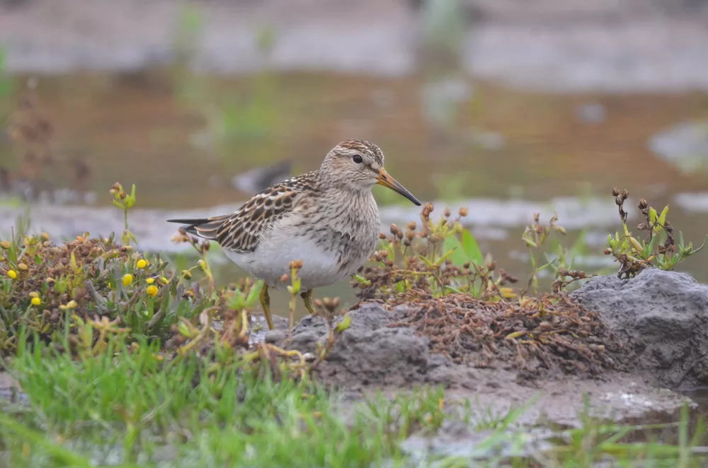 calidris melanotos Calidris melanotos (Pectoral sandpiper) | Humboldt Life | Lost Coast  Outpost