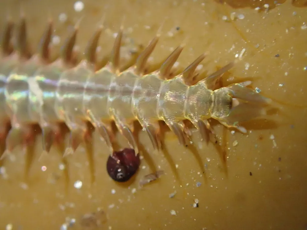 annelida polychaeta nereis