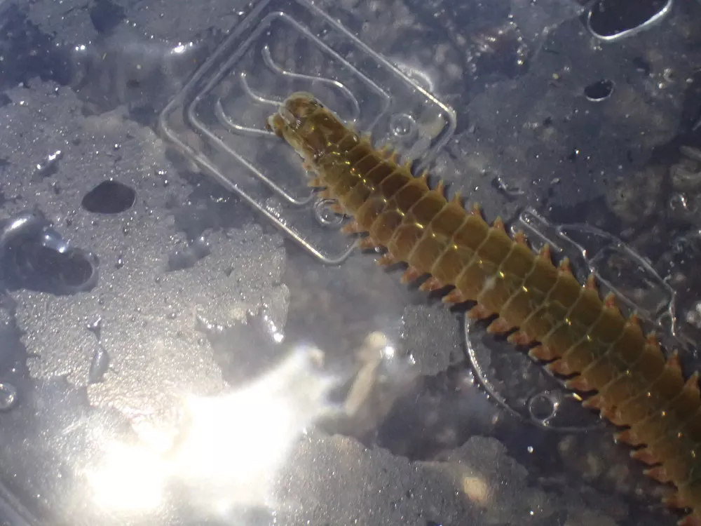 annelida polychaeta nereis