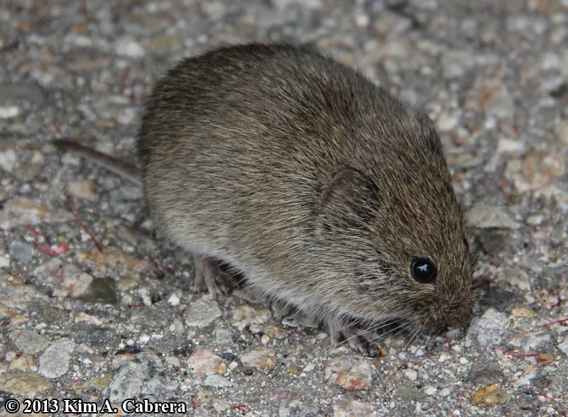 Microtus (Meadow voles) | Humboldt Life | Lost Coast Outpost | Humboldt ...