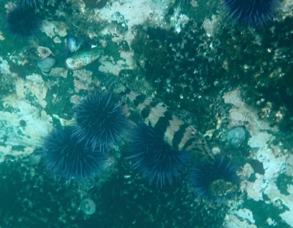 oxylebius-humboldt-life-lost-coast-outpost-humboldt-county-news