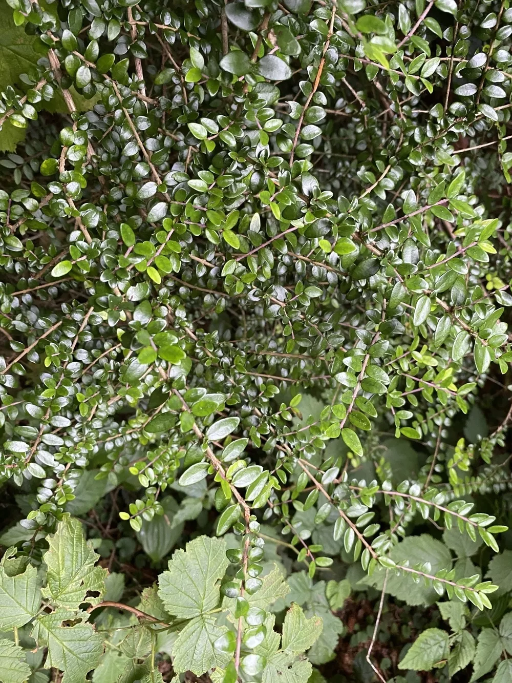 giloy plants Giloy Vine (Tinospora cordifolia) main image 1