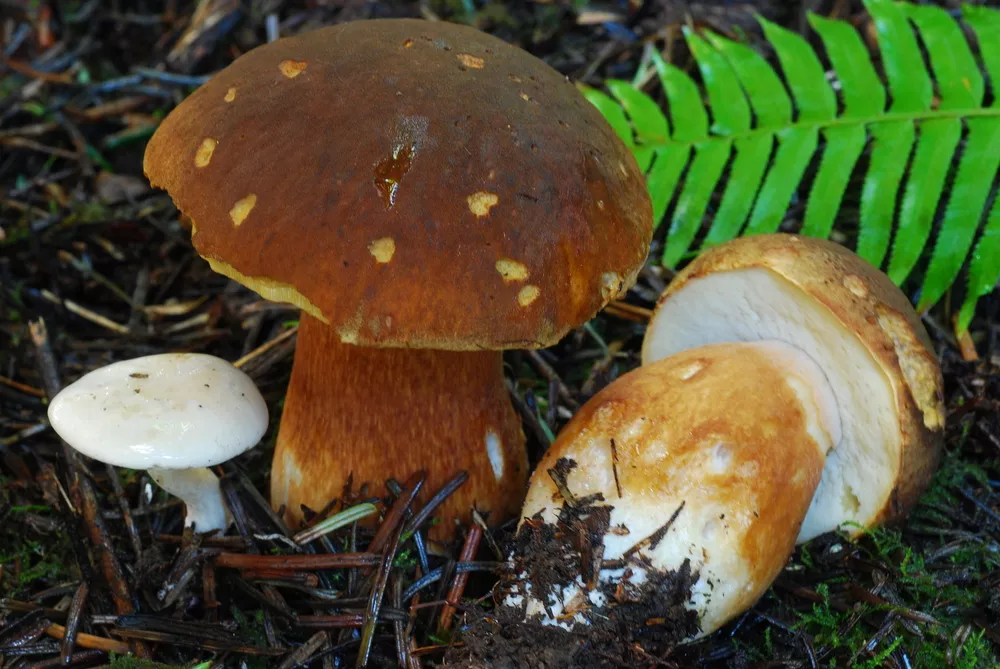 Boletus fibrillosus (Fib king) Humboldt Life Lost Coast Outpost Humboldt County News