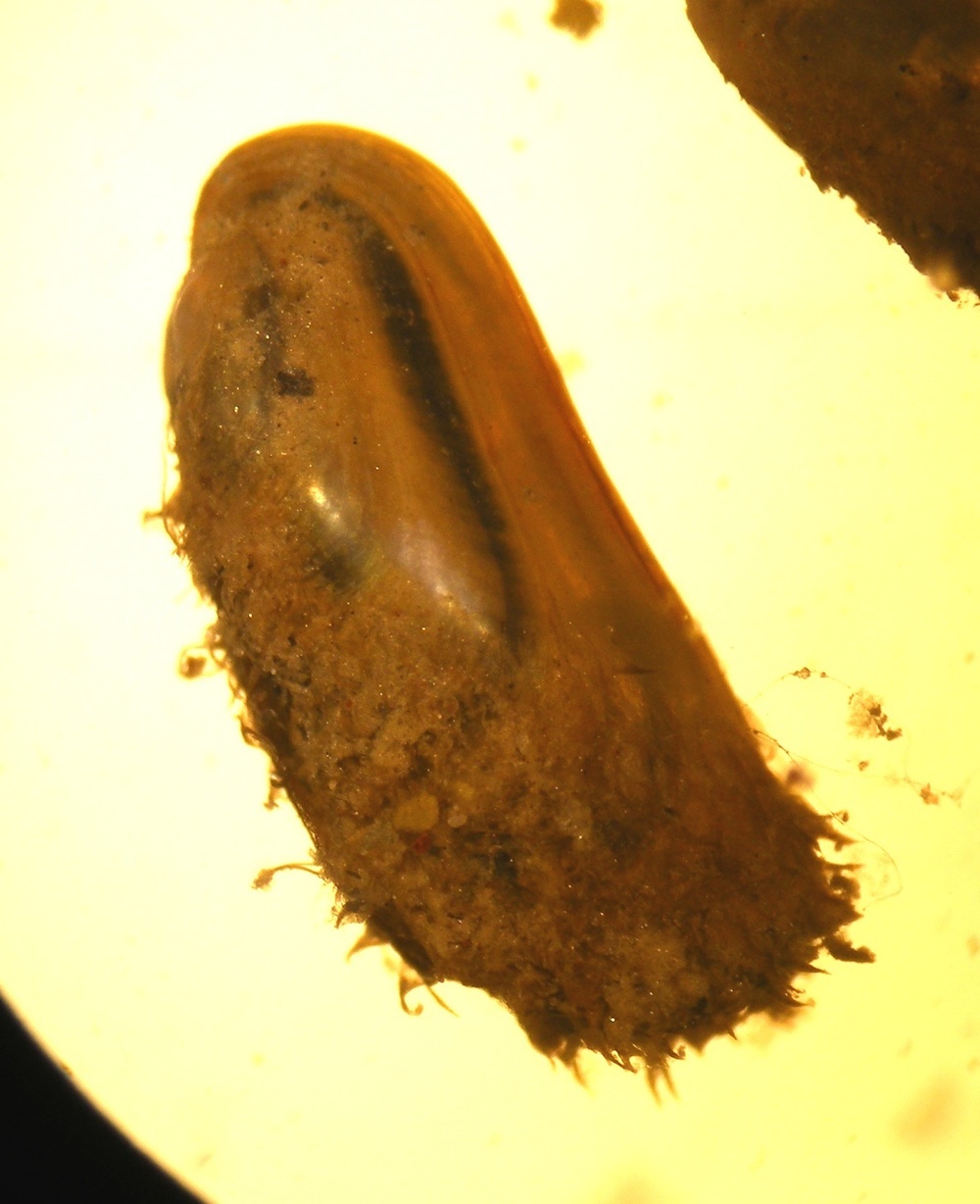 Modiolus modiolus (Northern horsemussel) | Humboldt Life | Lost Coast ...