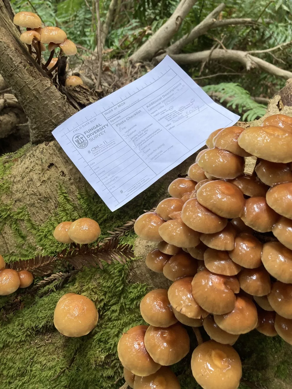 Kuehneromyces mutabilis (Sheathed woodtuft) | Humboldt Life | Lost