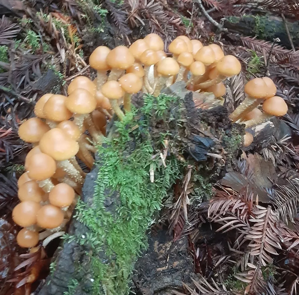 Kuehneromyces mutabilis (Sheathed woodtuft) | Humboldt Life | Lost