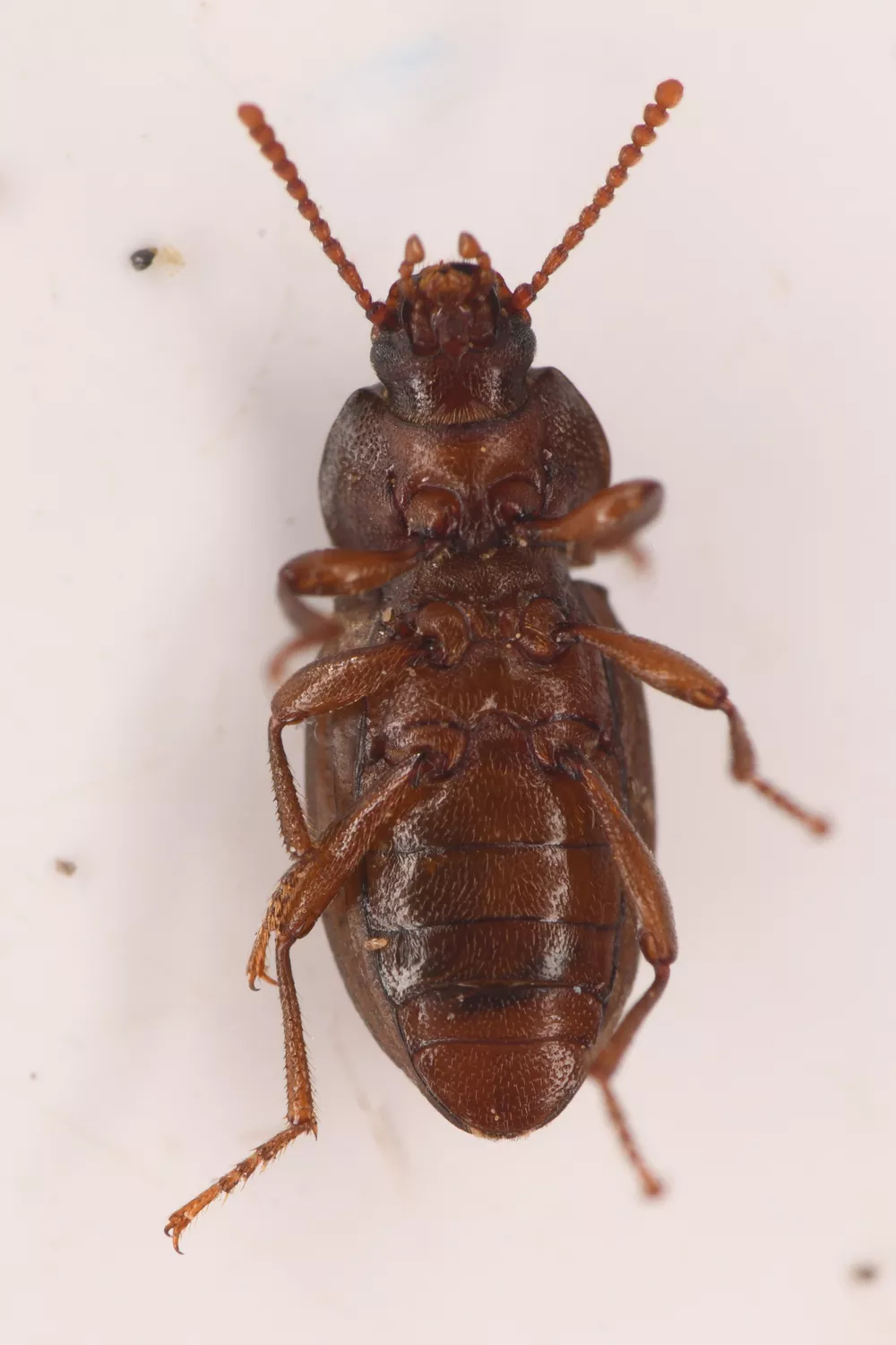 tenebrioninae-humboldt-life-lost-coast-outpost-humboldt-county-news