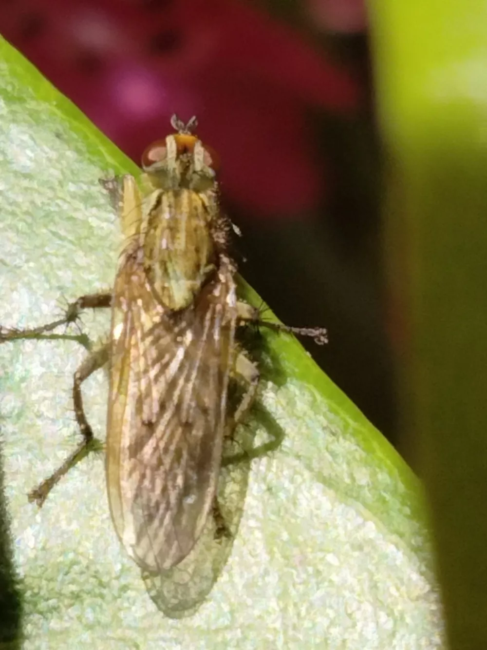 Scathophaga stercoraria (Golden dung fly) | Humboldt Life | Lost Coast  Outpost | Humboldt County News