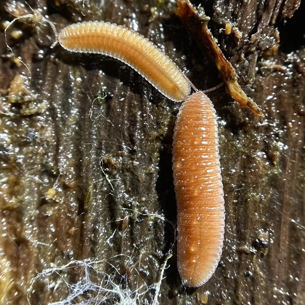 Octomena Octoglena sierra | Humboldt Life | Lost Coast Outpost | Humboldt County ...