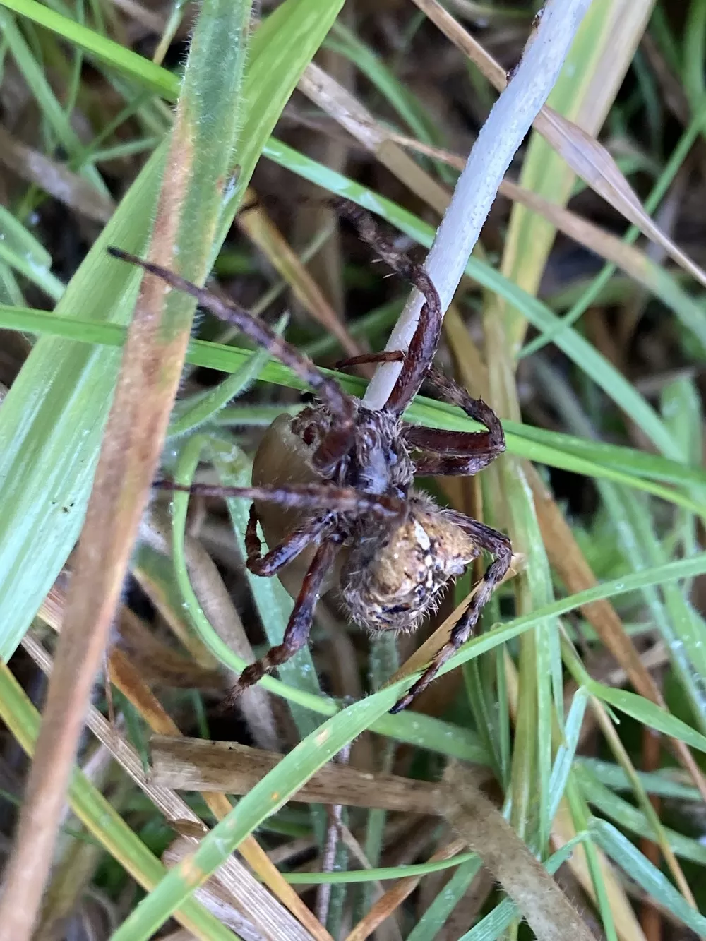 Araneus saevus (Fierce orbweaver) | Humboldt Life | Lost Coast Outpost |  Humboldt County News