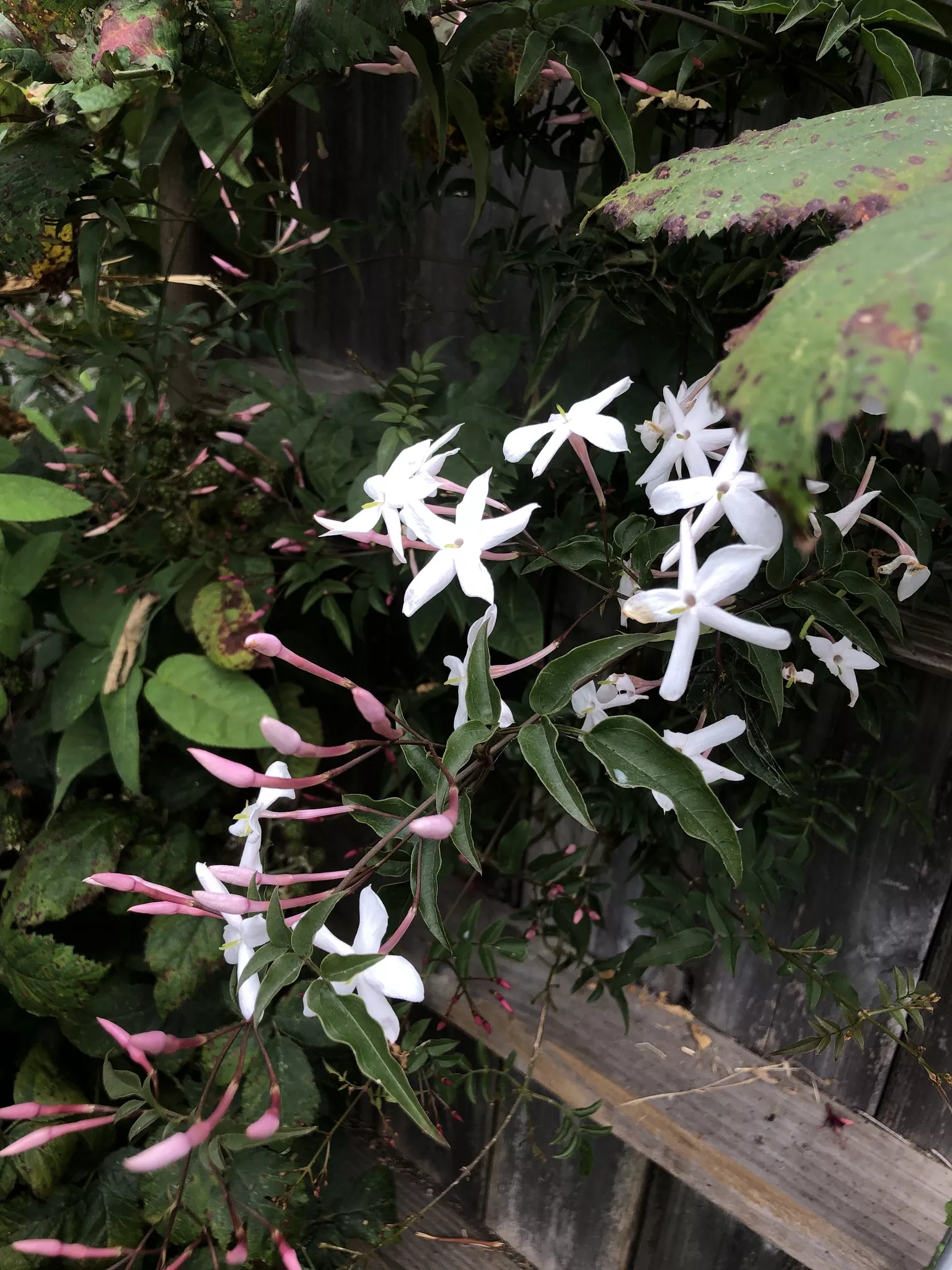 Jasminum polyanthum (Pink jasmine) | Humboldt Life | Lost Coast Outpost |  Humboldt County News