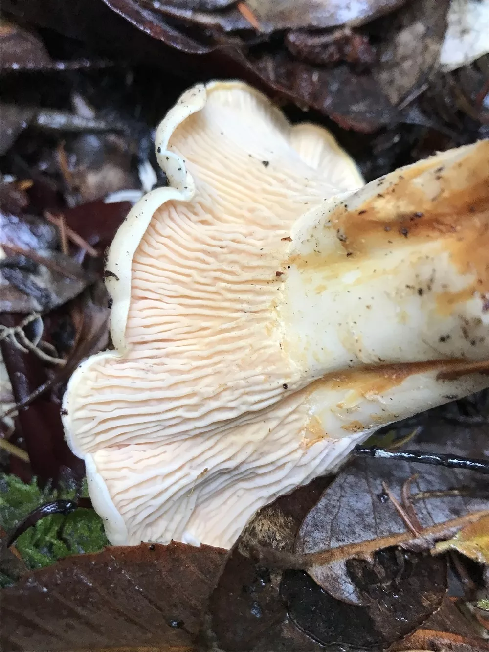 cantharellus subalbidus