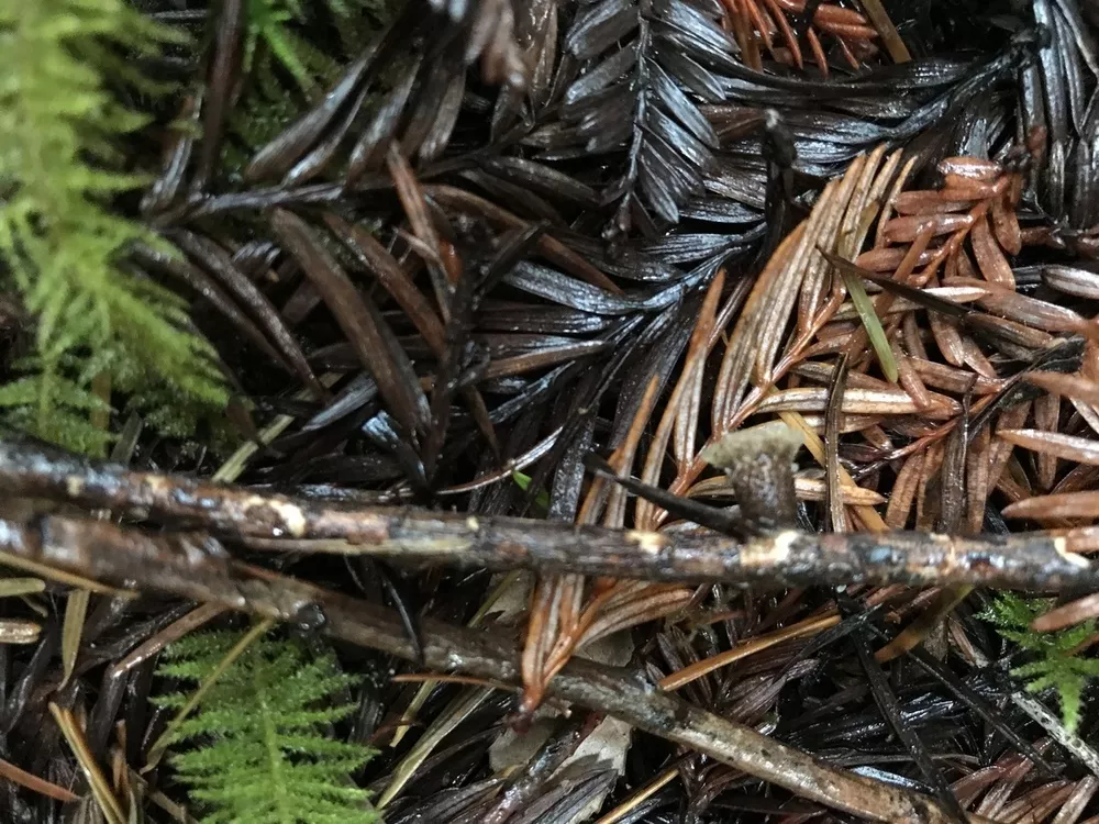 Nidula candida (Jellied bird's nest fungus) Humboldt Life Lost