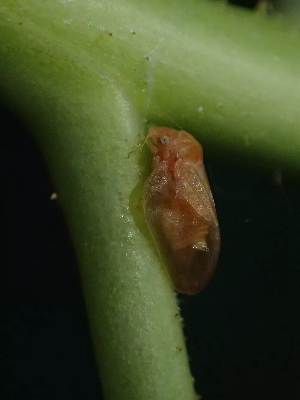 Nefeluron Insect Neophyllura | Humboldt Life | Lost Coast Outpost | Humboldt County News