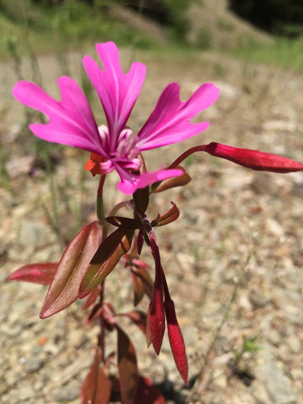 Clarkia concinna (Red ribbons) | Humboldt Life | Lost Coast Outpost ...