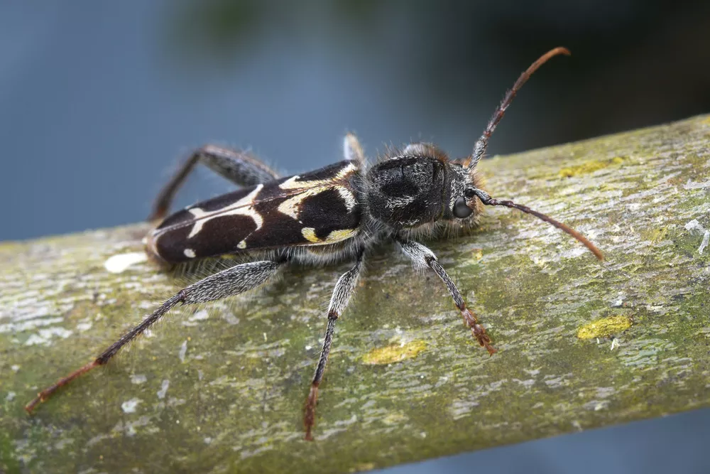 Neoclytus conjunctus (Western ash borer) | Humboldt Life