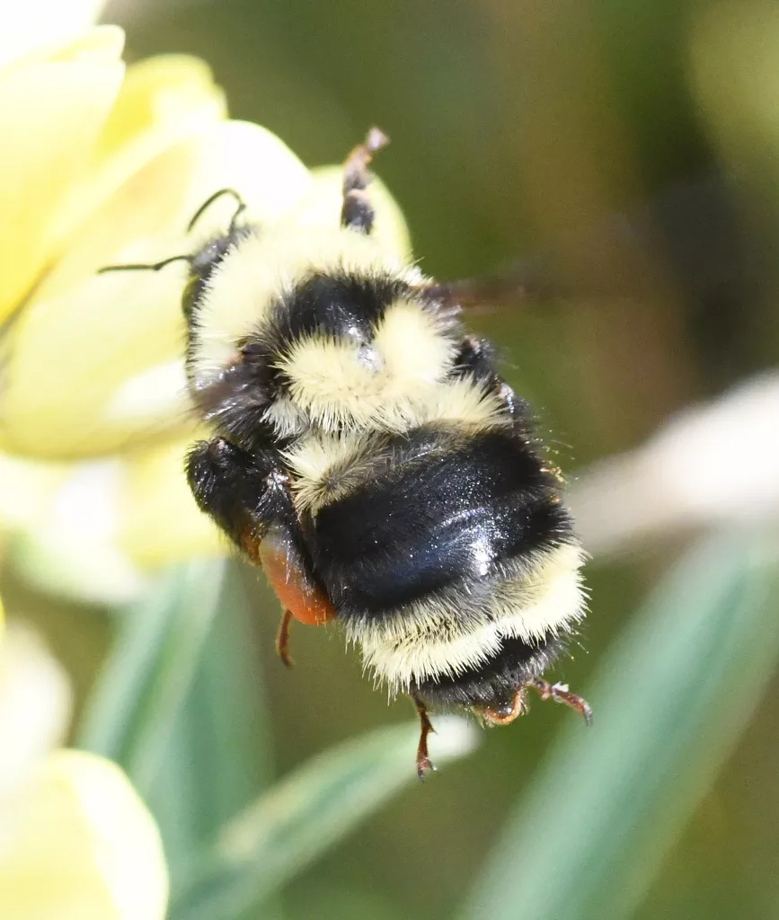 Bombus californicus (California bumble bee) | Humboldt Life | Lost ...