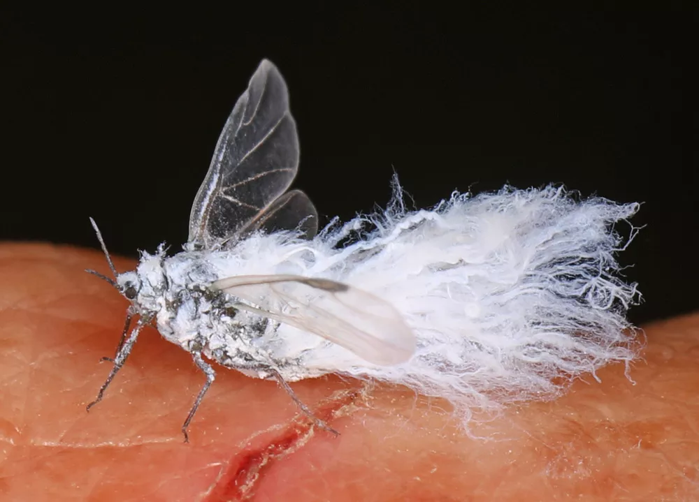 Eriosomatinae Woolly aphids and gall making aphids Humboldt