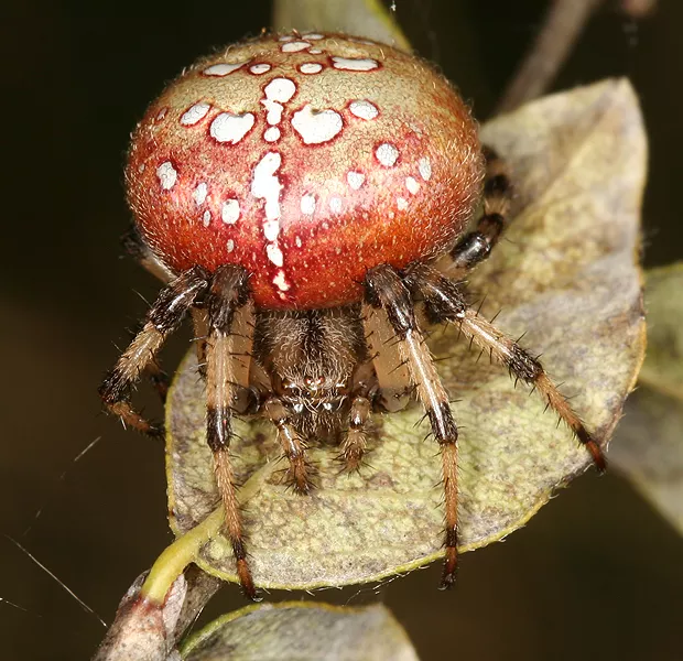 Picture of Angulate orbweavers