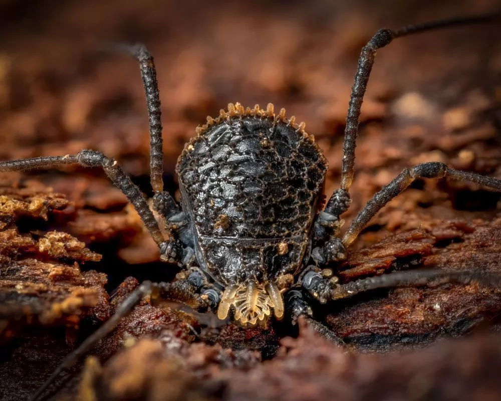 Opilionides Opiliones (Harvestmen) | Humboldt Life | Lost Coast Outpost | Humboldt ...