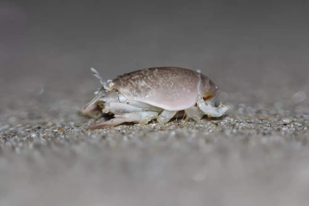 Emerita (Sand fleas), Humboldt Life