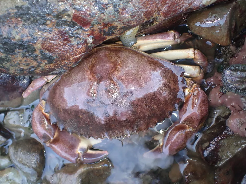Metacarcinus anthonyi (Yellow rock crab), Humboldt Life