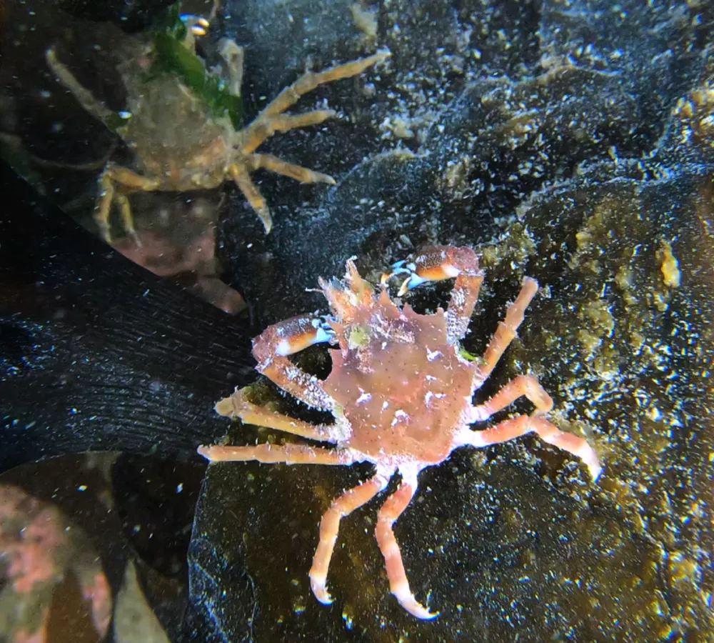 Pugettia gracilis (Graceful kelp crab), Humboldt Life
