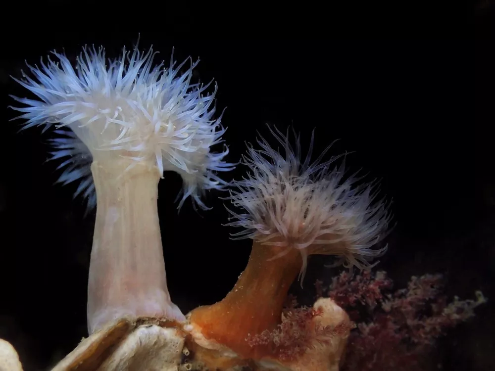 Actiniaria (Sea anemones) Humboldt Life Lost Coast Outpost