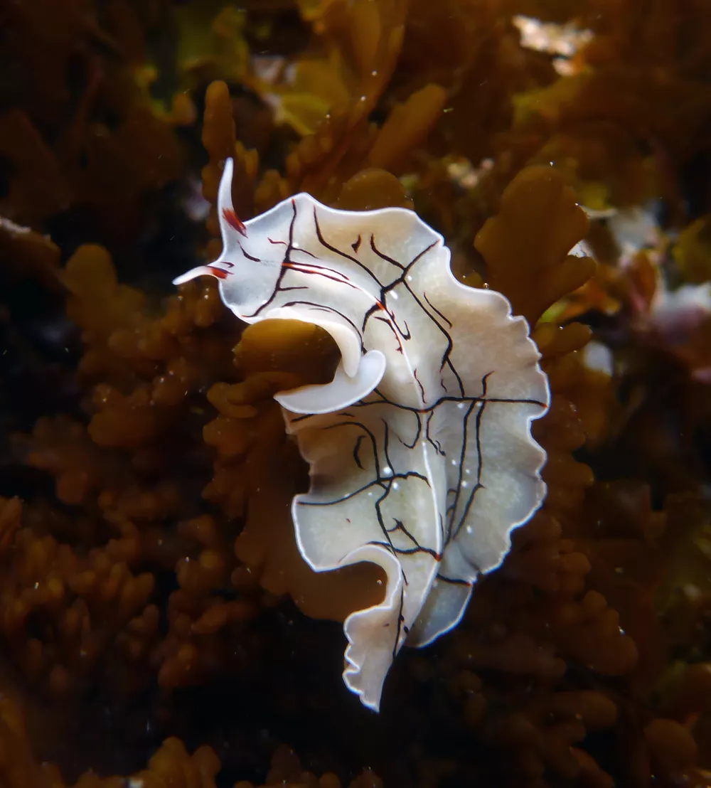 euryleptidae-humboldt-life-lost-coast-outpost-humboldt-county-news