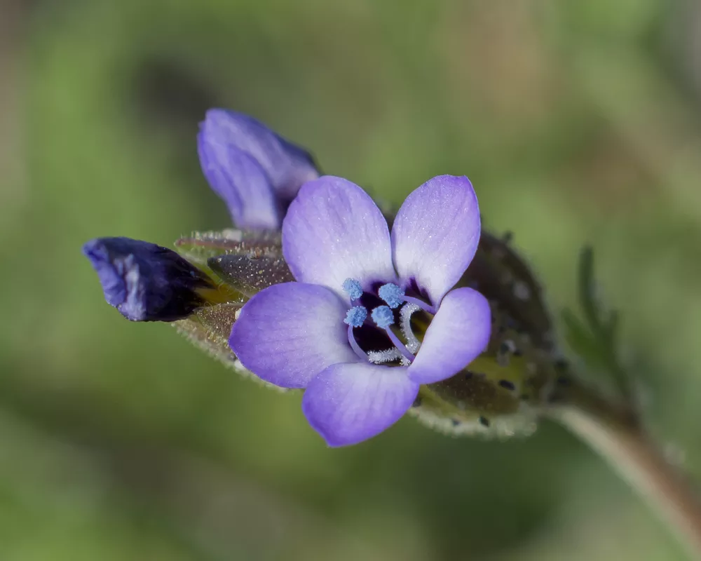 sabbatical⭐︎GILIA SABBATICAL GILIA Sandstone – WAFUU JAPAN