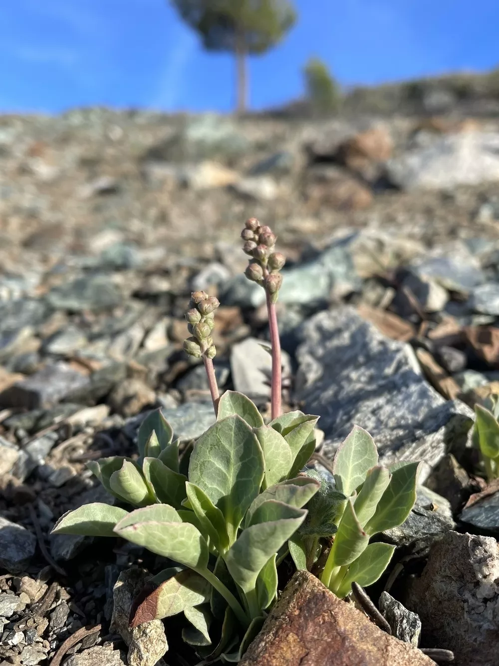 Pyrola dentata (Toothed wintergreen) | Humboldt Life | Lost Coast ...
