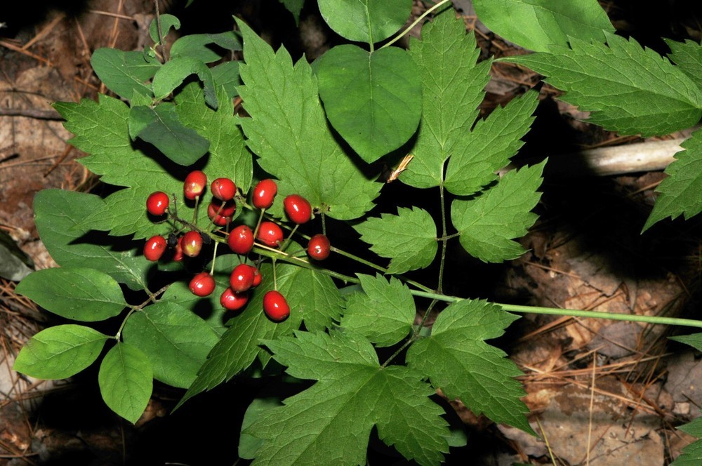Actaea rubra rubra (Red-fruited red baneberry) | Humboldt Life | Lost ...
