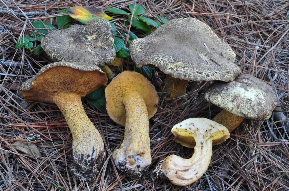 Suillus fuscotomentosus (Poor man’s slippery jack) | Humboldt Life