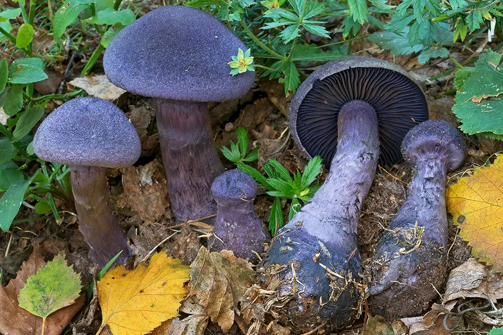 Webcaps deals