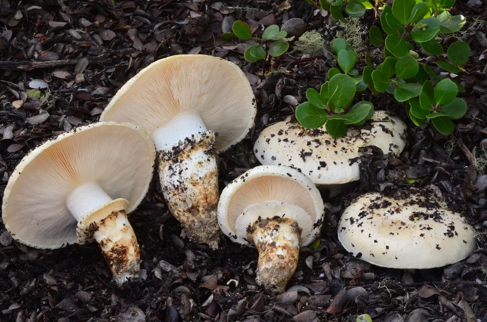 Tricholoma murrillianum (Western matsutake) Humboldt Life Lost