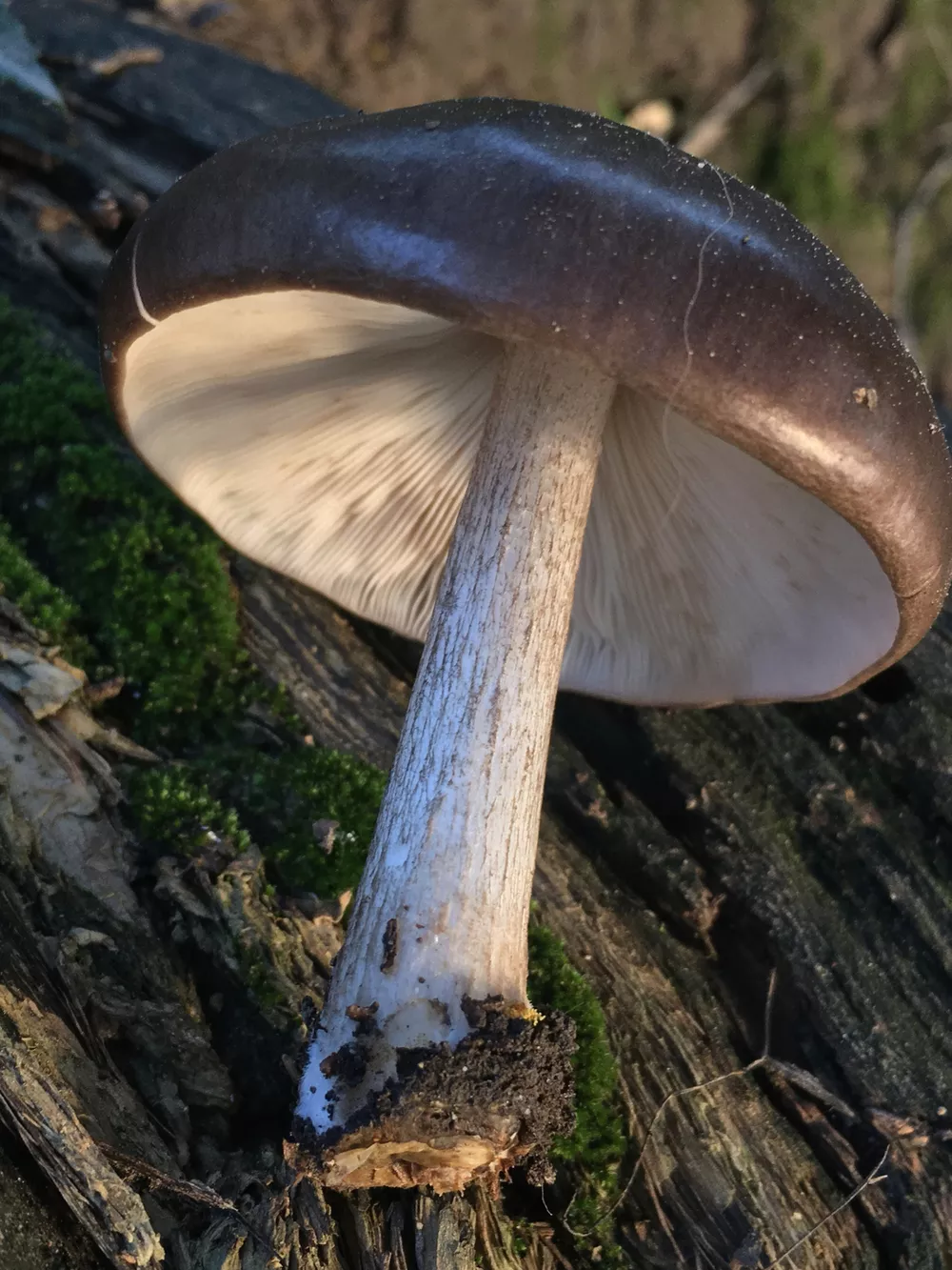 Pluteus exilis (Western deer mushroom) | Humboldt Life | Lost Coast ...