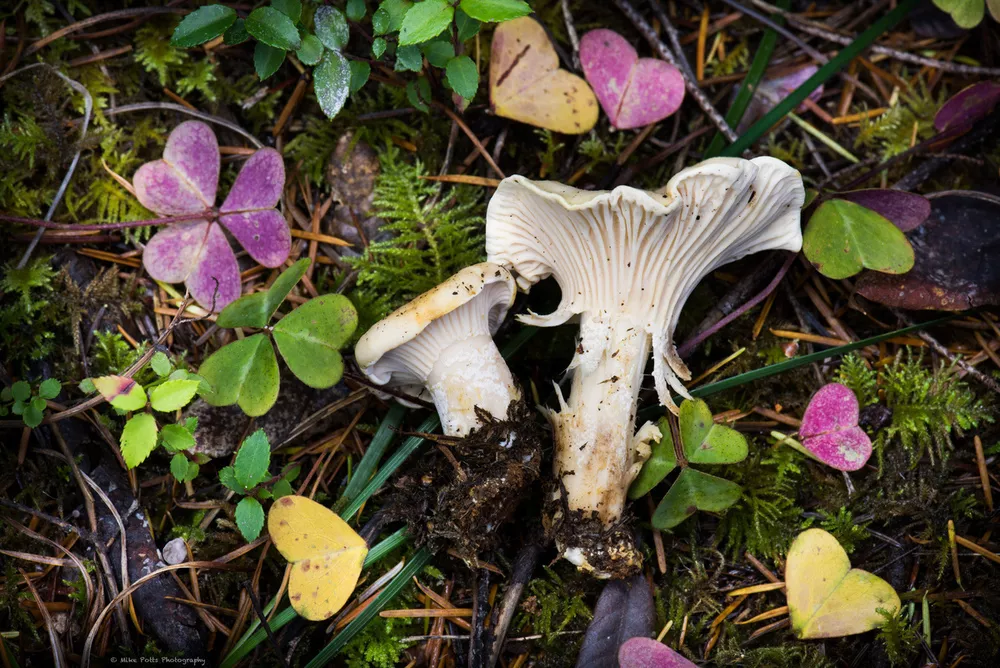 cantharellus subalbidus