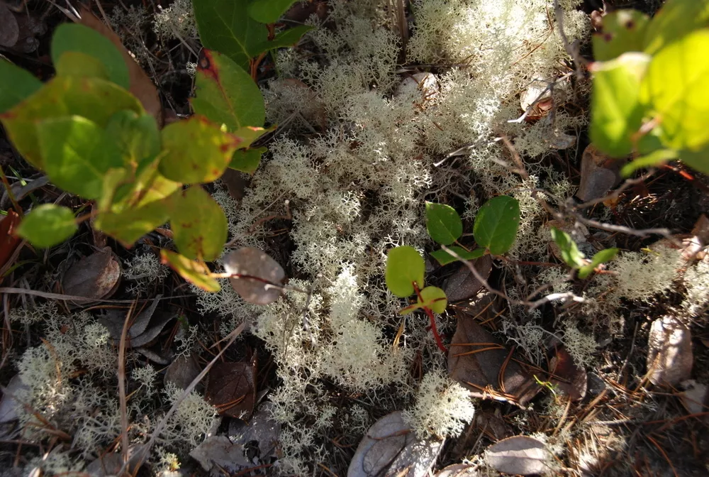 Cladonia (Pixie cup lichens) | Humboldt Life | Lost Coast Outpost |  Humboldt County News