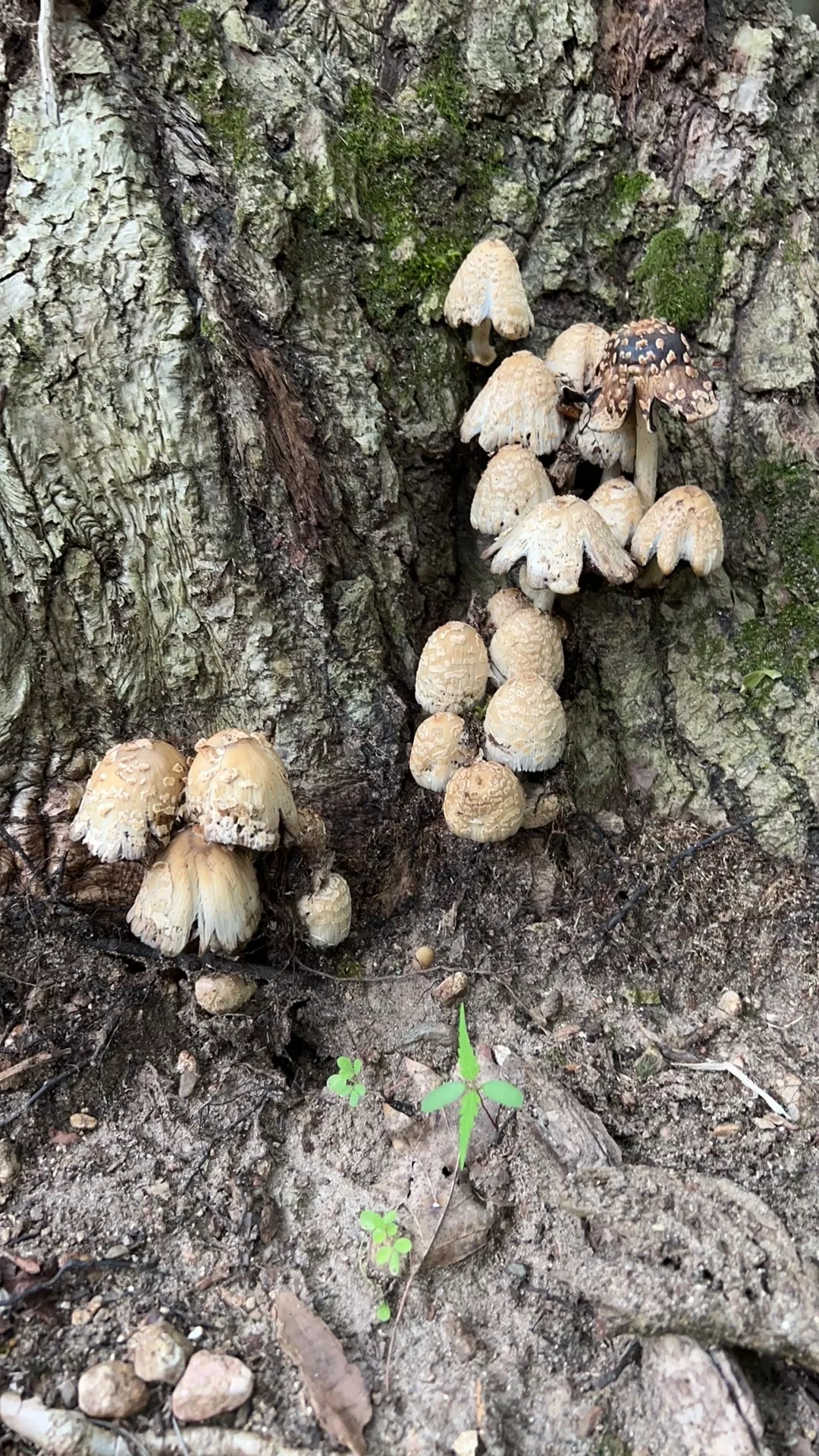Coprinopsis variegata (Scaly ink cap) | Humboldt Life | Lost Coast Outpost  | Humboldt County News