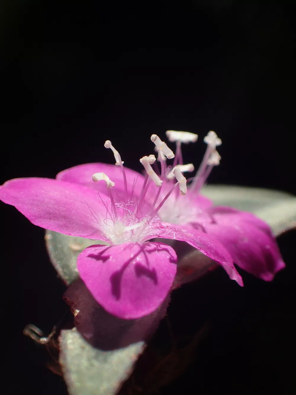 commelinales-spiderworts-and-allies-humboldt-life-lost-coast