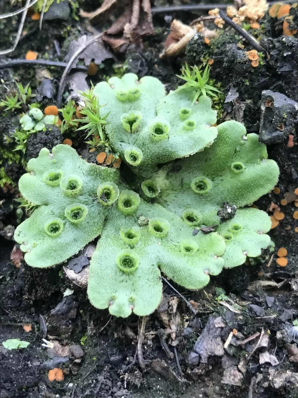 Marchantia polymorpha ruderalis humboldt life lost coast outpost