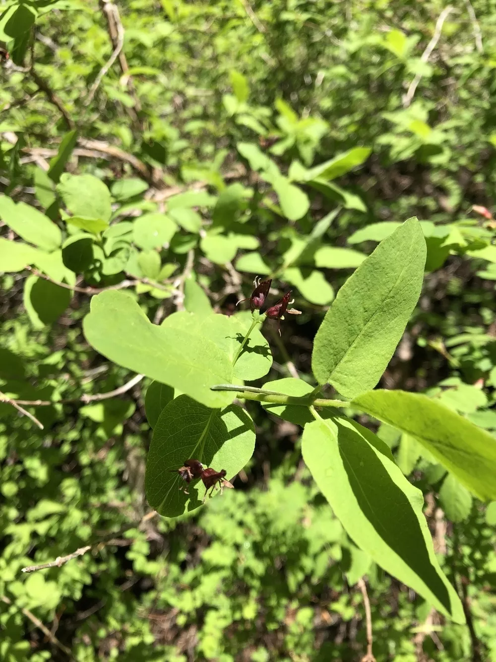psidium guajava plant Guava Leaves for Blackwater Aquariums and Vivariums