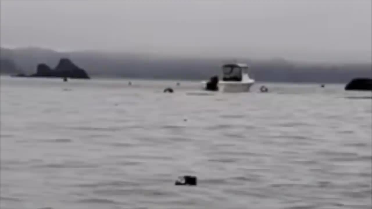 TOUGH PUFFIN: A Rare Bird Sighting in Trinidad Harbor | Lost