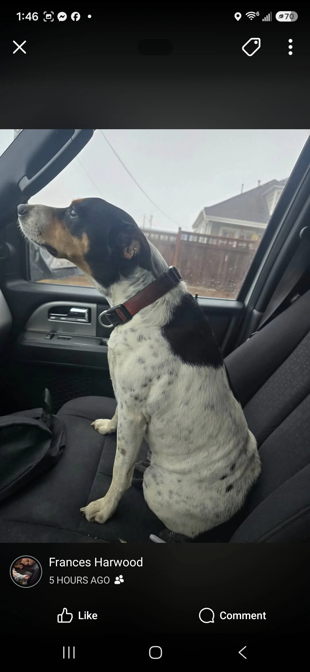Found Dog