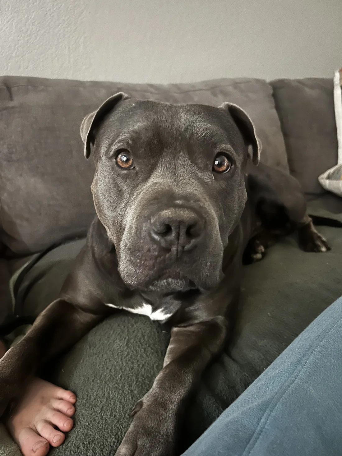 Reunited Dog